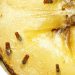Bananfluer: Effektivt husmortrick får dem til at forsvinde for altid!